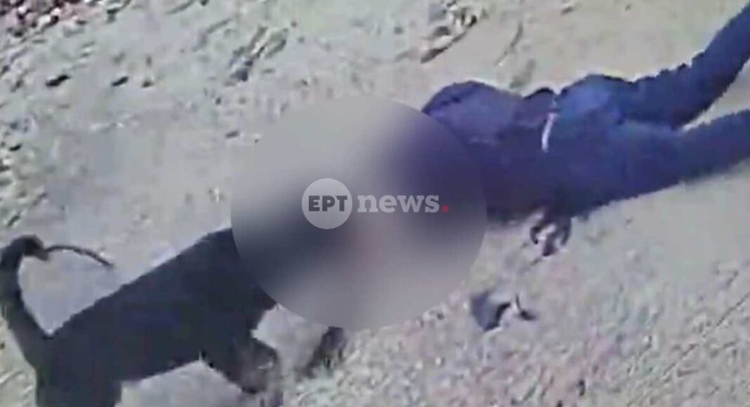 rottweiler-kalamata-1